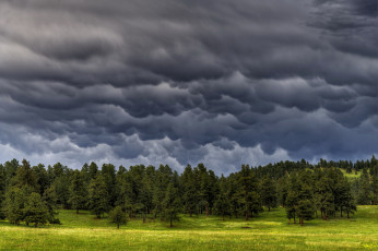 Картинка природа лес тучи деревья небо