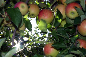 Картинка природа плоды яблоки