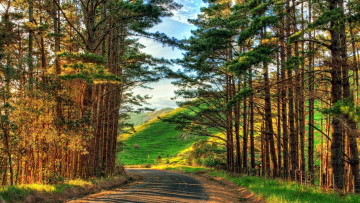 Картинка природа дороги холмы дорога сосны