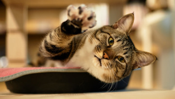 Картинка животные коты смотрит