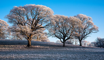 Картинка природа деревья утро иней