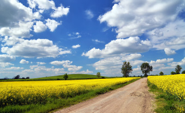 Картинка природа дороги поле дорога лето