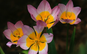 Картинка цветы тюльпаны