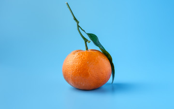 Картинка еда цитрусы мандарин