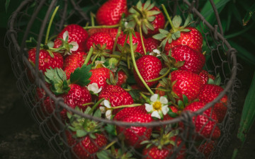Картинка еда клубника +земляника