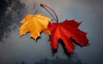 Картинка природа листья фон