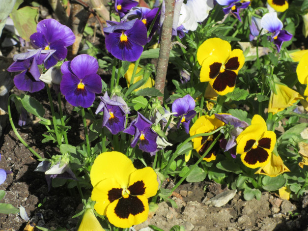 Обои картинки фото цветы, анютины глазки , садовые фиалки, весна, 2018