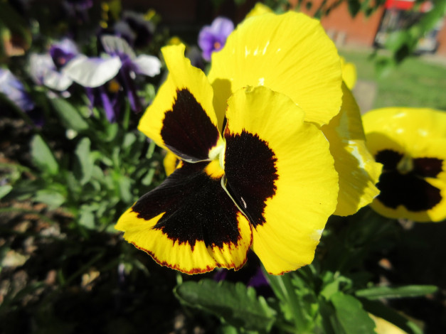 Обои картинки фото цветы, анютины глазки , садовые фиалки, весна, 2018