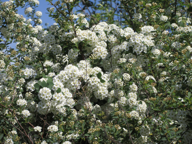 Обои картинки фото цветы, цветущие деревья ,  кустарники, весна, 2018