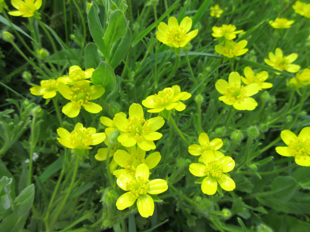 Обои картинки фото цветы, луговые , полевые,  цветы, весна, 2018