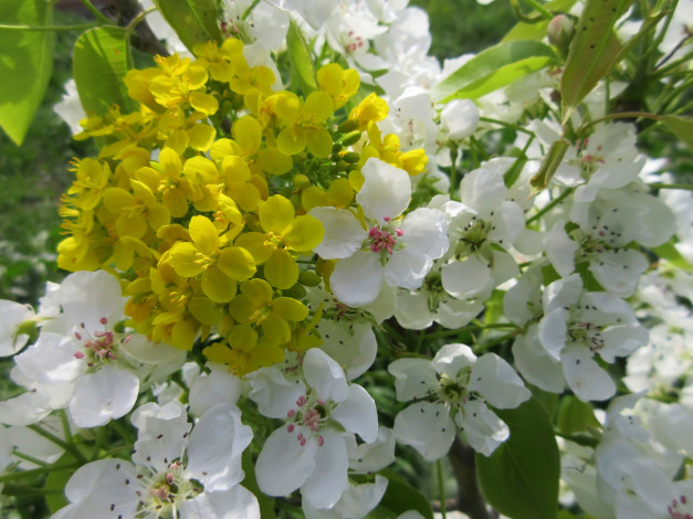 Обои картинки фото цветы, разные вместе, весна, 2018