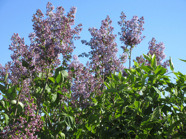 Обои картинки фото цветы, сирень, весна, 2018
