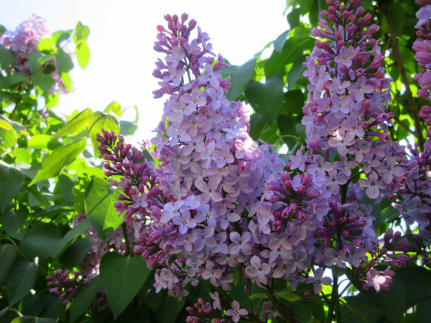 Обои картинки фото цветы, сирень, весна, 2018