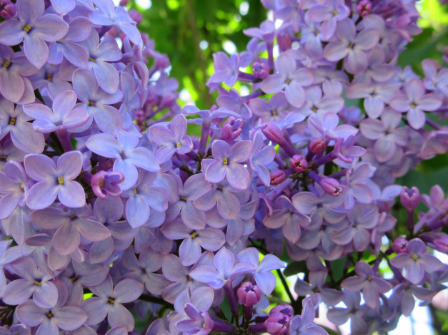 Обои картинки фото цветы, сирень, весна, 2018