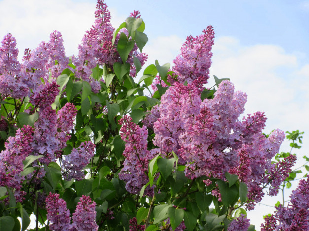 Обои картинки фото цветы, сирень, весна, 2018