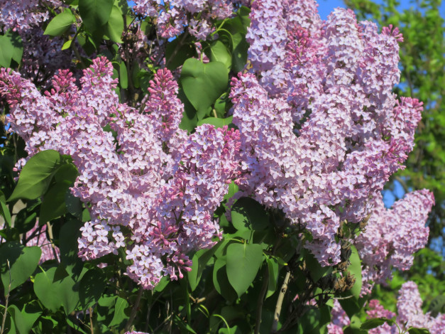 Обои картинки фото цветы, сирень, весна, 2018