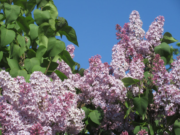 Обои картинки фото цветы, сирень, весна, 2018