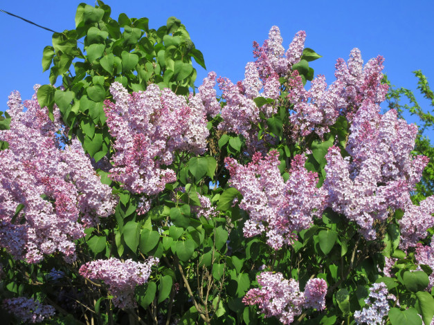 Обои картинки фото цветы, сирень, весна, 2018