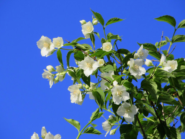 Обои картинки фото цветы, жасмин, весна, 2018