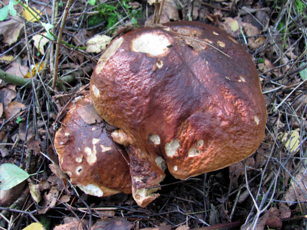 Обои картинки фото природа, грибы, боровик