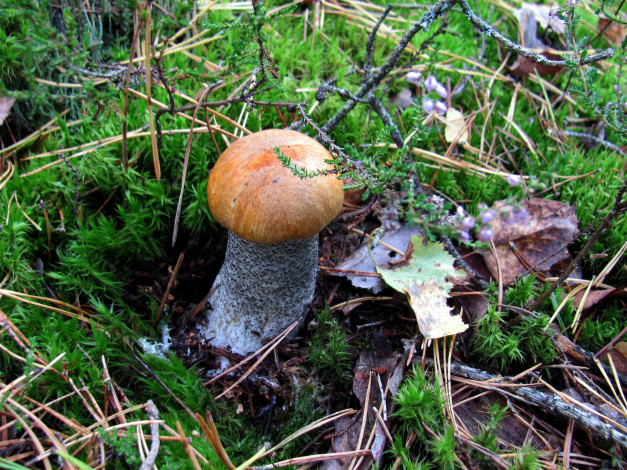 Обои картинки фото природа, грибы, подосиновик