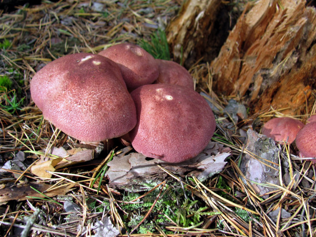 Обои картинки фото природа, грибы, семейка, грибная