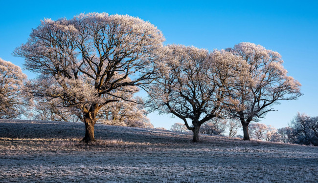 Обои картинки фото природа, деревья, утро, иней