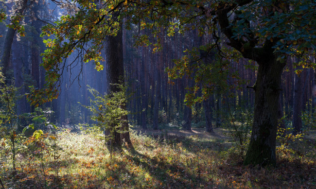 Обои картинки фото природа, лес, осень