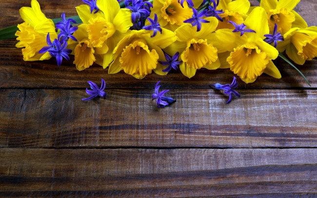Обои картинки фото цветы, разные вместе, гиацинты, нарциссы