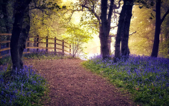 Обои картинки фото природа, лес, весна, тропинка