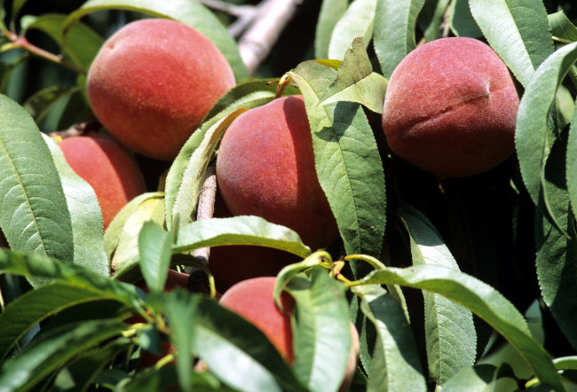 Обои картинки фото природа, плоды, персики