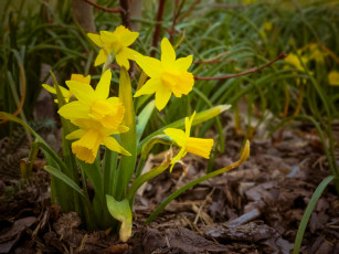 Картинка цветы нарциссы желтый