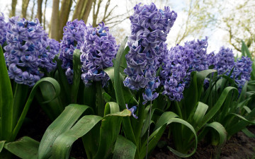 Картинка цветы гиацинты синий