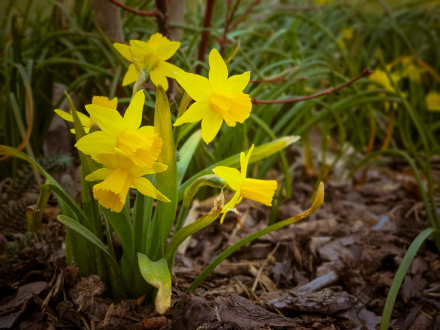 Обои картинки фото цветы, нарциссы, желтый