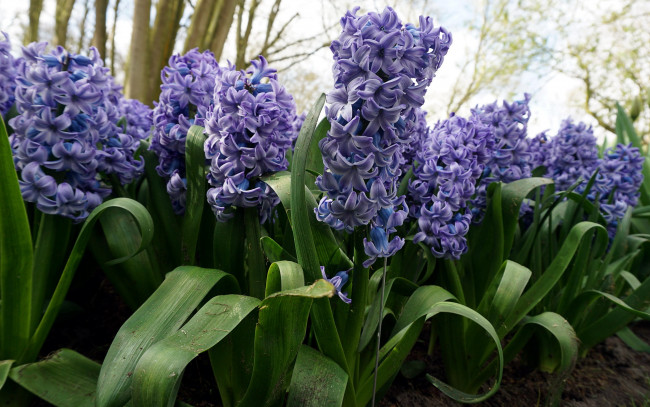 Обои картинки фото цветы, гиацинты, синий