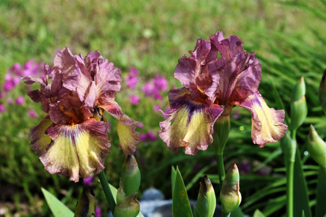 Обои картинки фото цветы, ирисы, дуэт