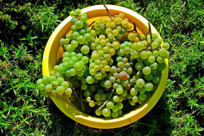 Обои картинки фото еда, виноград, ягоды, зеленый, много
