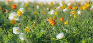 Картинка цветы маки поле