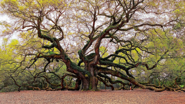 Картинка angel+oak south+carolina природа деревья angel oak south carolina
