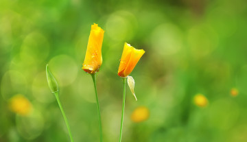 обоя цветы, эшшольция , калифорнийский мак