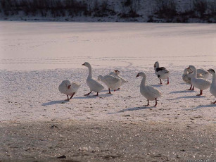 Картинка гуси животные
