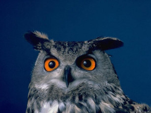 Картинка сова животные совы