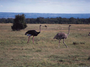 Картинка страусы животные