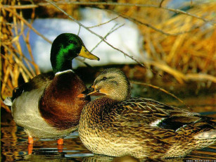 Картинка утки животные