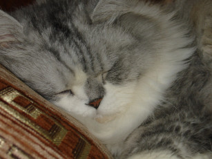 Картинка животные коты