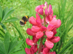 Картинка животные пчелы осы шмели