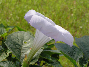 Картинка цветоЧек цветы бругмансия дурман трубы ангела