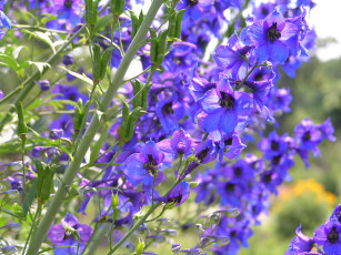 Картинка цветоЧек цветы дельфиниум