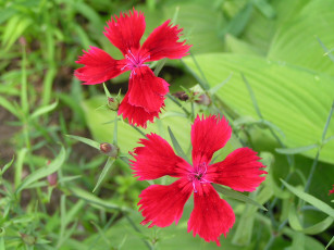 Картинка цветоЧек цветы гвоздики