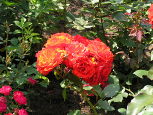 Картинка цветоЧек цветы розы